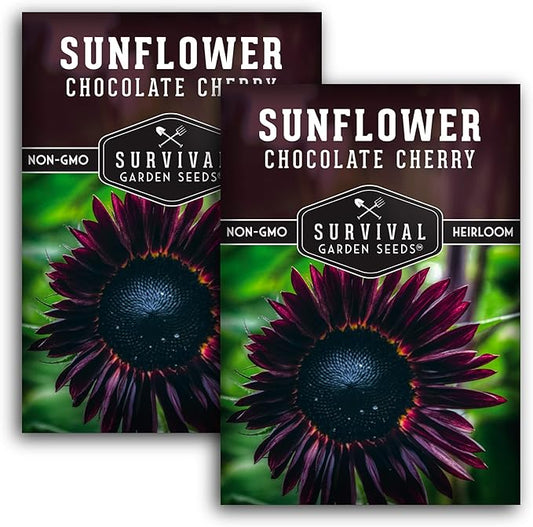 Survival Garden Seeds - Chocolate Cherry Sunflower Seed for Planting - 2 Packets with Instructions to Plant & Grow Burgundy Sunflowers in Your Vegetable & Flower Garden - Non-GMO Heirloom Variety