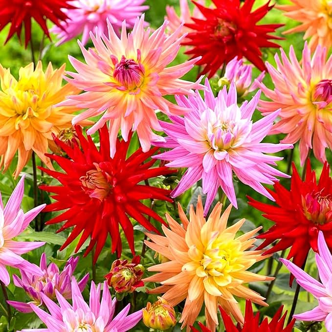 Needle Cactus Dahlia Seed Mix 50 Non-GMO Seeds for Planting