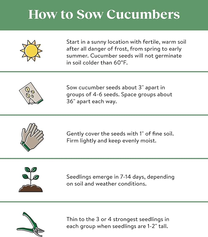 Burpee Super Sweet 100' Hybrid Cherry Tomato, 50 Seeds & Straight Eight Slicing Cucumber Seeds 200 Seeds