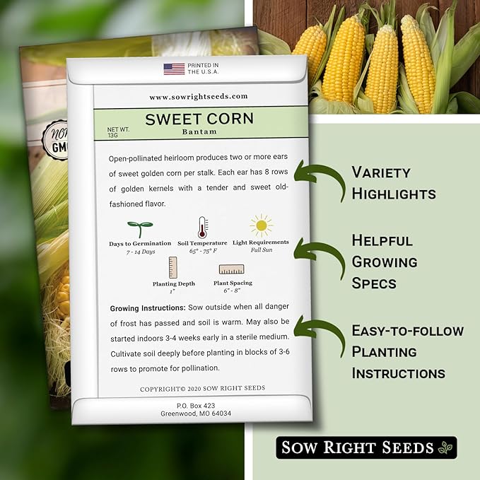 Sow Right Seeds - Bantam Sweet Corn Seed for Planting - Non-GMO Heirloom Packet with Instructions to Plant a Home Vegetable Garden - Grow Sweet Yellow Corn on The Cob - Tall Variety (2)