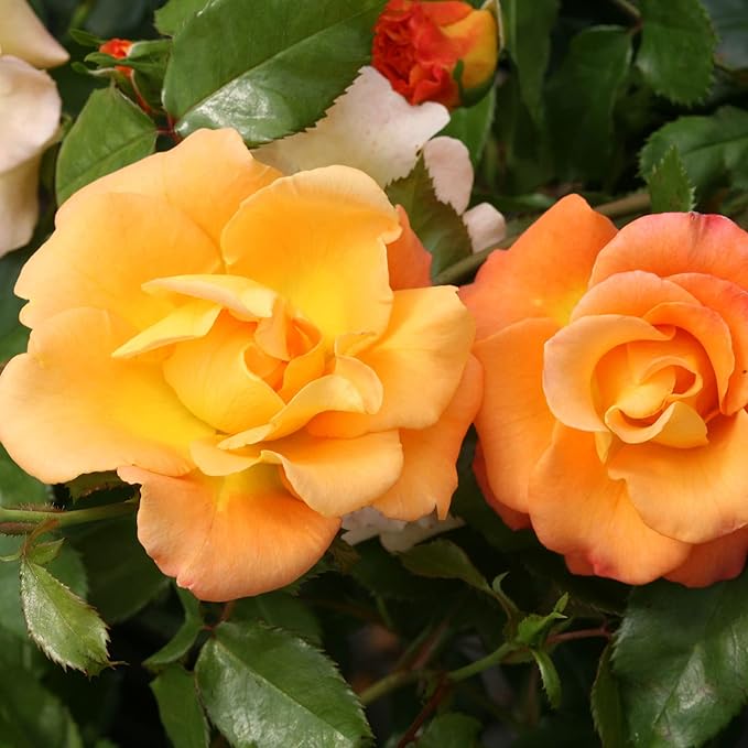 Proven Winners 2 Gallon Sunorita Rose