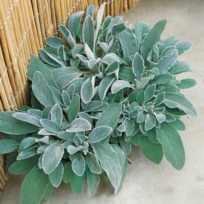Outsidepride 2000 Seeds Perennial Stachys Byzantina Lamb's Ear Flower Seeds for Planting