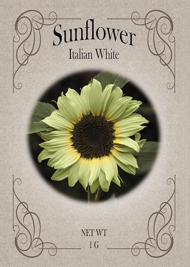 Black Duck Brand Set of Flower Seed Packets! Flower Seeds in Bulk - Great for Creating The Garden of Your Dreams! (200, Italian White Sunflower)