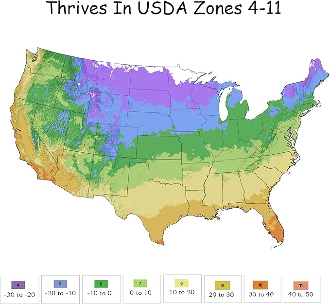 2 Gallon Knock Out Rose White Shrub