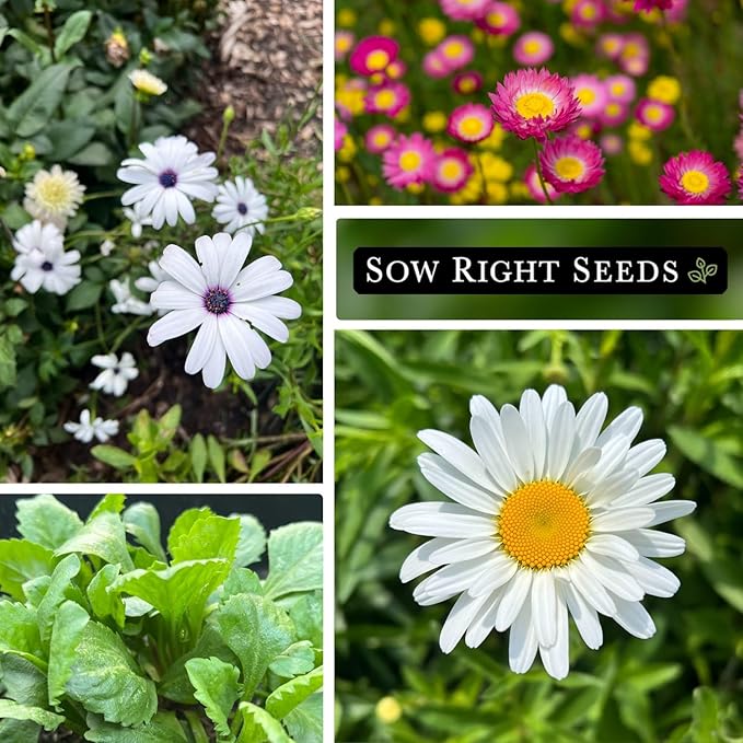 Sow Right Seeds - Daisy Flower Seed Collection for Planting - Attract Pollinators - Beautiful Annual and Perennial Flowers to Plant in Your Home Garden - Non-GMO Heirloom Seeds - Great Gardening Gift