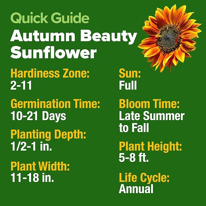 HOME GROWN Autumn Beauty Sunflower Seeds to Plant - 40 Heirloom and Non-GMO Sunflower Seeds for Planting - Blooms for Pollinator Support, and Ornamental Flower Garden (Helianthus annuus)