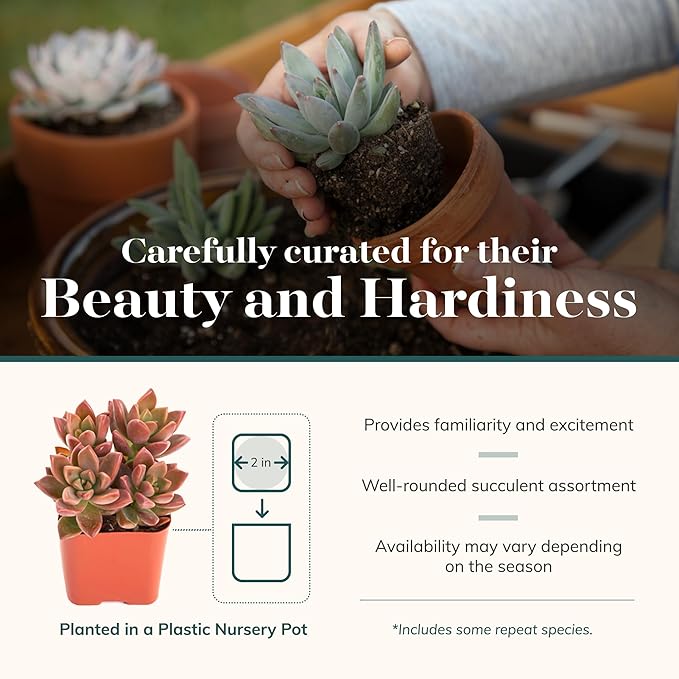 Shop Succulents Assorted Succulent Plant Pack Bulk Collection - Live Mini Succulent Plants, Low Maintenance, Mixture of Colors & Textures - Wedding and Party Favors, Gift & Garden, Pack of 32