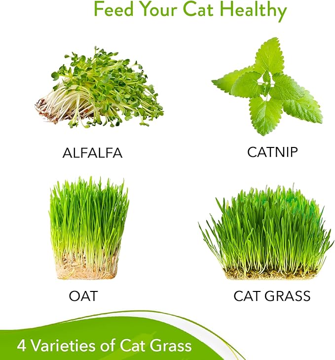 HOME GROWN 3200+ Cat Grass Seeds - Catnip Seeds, Alfalfa Seeds, Oat Seeds, and Oat & Barley Mix - Grow Cat Grass for Indoor Cats - Cat Grass Seeds Bulk - Refill Cat Growing Grass Kit