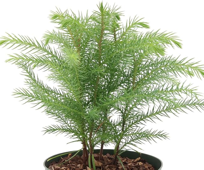 American Plant Exchange Norfolk Island Pine Tree, 4-Inch Pot, Easy Care Indoor & Outdoor Houseplant, Live Holiday Decor