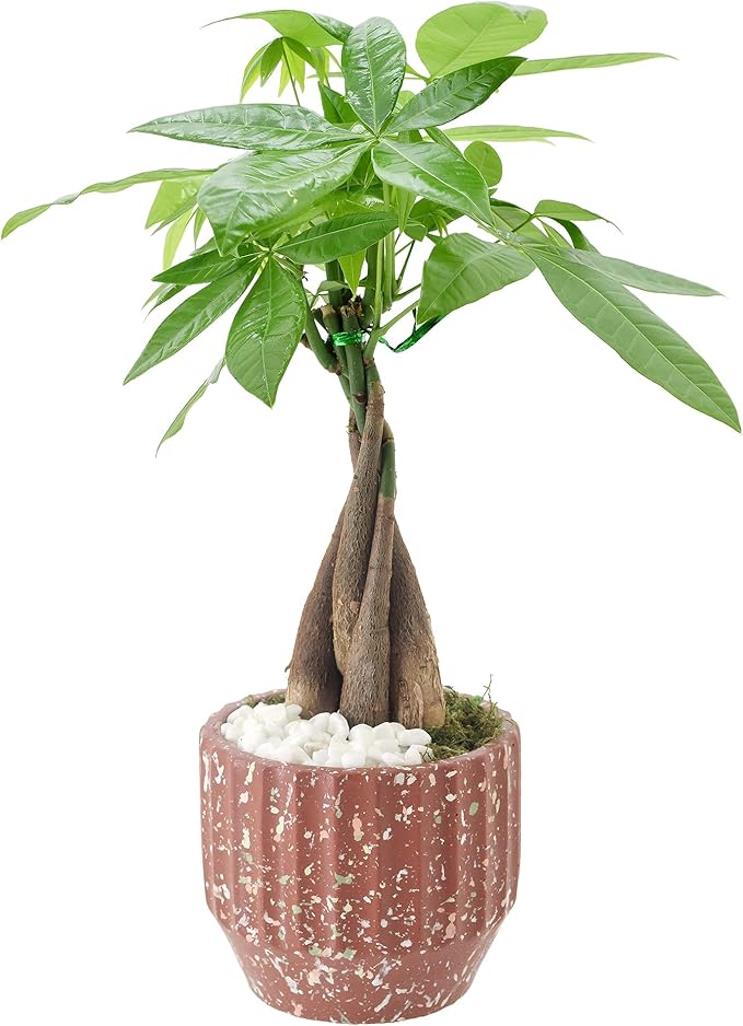 Arcadia Garden Products LV48 Money Tree, Live Indoor Plant in Speckled Splash Ceramic Planter for Home, Work, or Gift, Red
