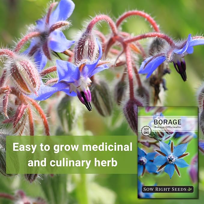 Sow Right Seeds - Borage Seed to Plant - Non-GMO Heirloom Seeds - Full Instructions for Easy Planting and Growing a Kitchen Herb Garden - Indoors or Outdoor - Great Gardening Gift (1)
