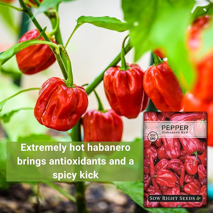 Sow Right Seeds - Habanero Red Pepper Seeds for Planting - Non-GMO Heirloom Packet with Instructions to Plant and Grow an Outdoor Home Vegetable Garden - Super Hot Chili - High Scoville Rating