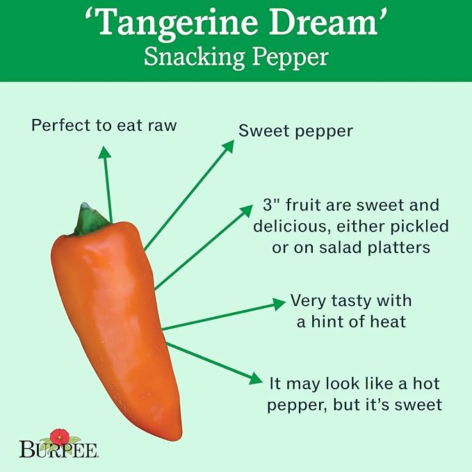Burpee Tangerine Dream Sweet Pepper Seeds 30 seeds