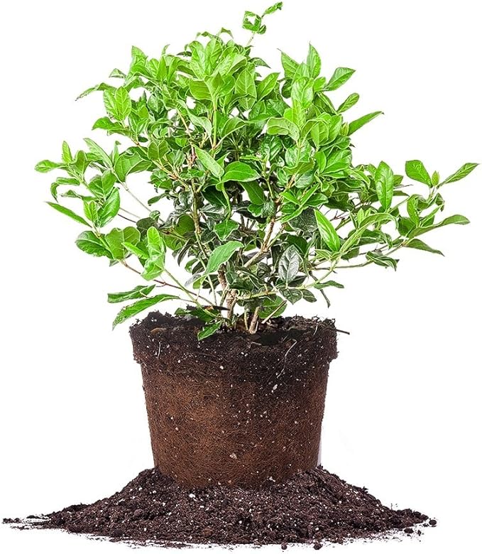 Spring Bouquet Viburnum - Size: 1 Gallon, Live Plant, Includes Special Blend Fertilizer & Planting Guide