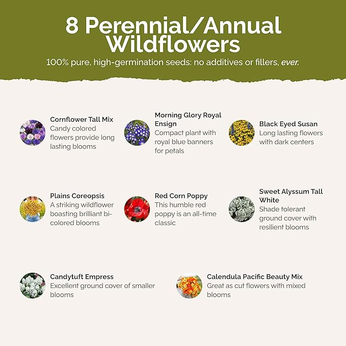 Eden Brothers Flowery Fields Forever Flower Mixed Seeds for Planting, 1/4 lb, 120,000+ Seeds with Cornflower, Candytuft | Attracts Pollinators, Plant in Spring or Fall, Zones 3, 4, 5, 6, 7, 8, 9, 10