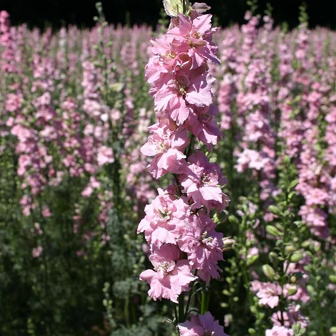Outsidepride 2000 Seeds Delphinium Pink Larkspur Flower Seeds for Planting