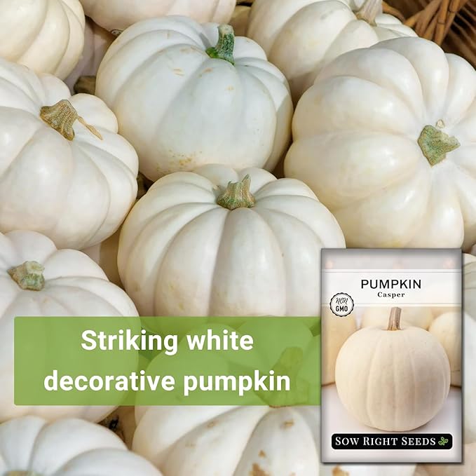 Sow Right Seeds - Casper Pumpkin Seed for Planting - Non-GMO Heirloom Packet with Instructions to Plant a Home Vegetable Garden - Striking White Variety - Autumn Decor or Unique Jack o Lanterns (3)