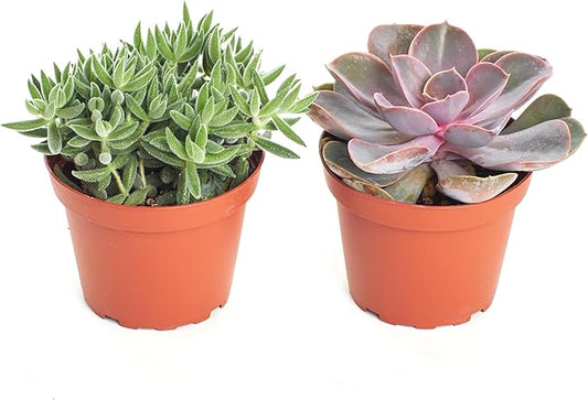 Shop Succulents Assorted Succulent Plant Pack Collection, Live 4" Succulent Plants, Low Maintenance, Mixture of Colors & Textures - Wedding and Party Favors, Gift & Garden, Pack of 2
