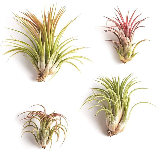 Shop Succulents | Good Juju Tropical Tillandsia Air Plant Kit, Hand Selected Variety 4 Pack