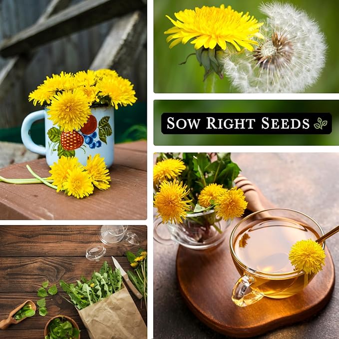 Sow Right Seeds - Common Dandelion Seeds for Planting - Non-GMO Heirloom Packet with Instructions to Grow an Outdoor or Indoor Herb Garden - Herbal Teas & Medicinal Uses - Great for Wildlife (3)