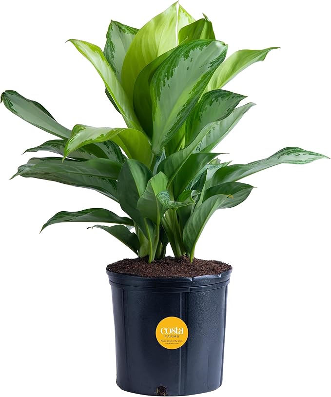 Costa Farms Aglaonema, Chinese Evergreen, Live Indoor Plant, Potted in Grower's Pot, 30-Inches Tall