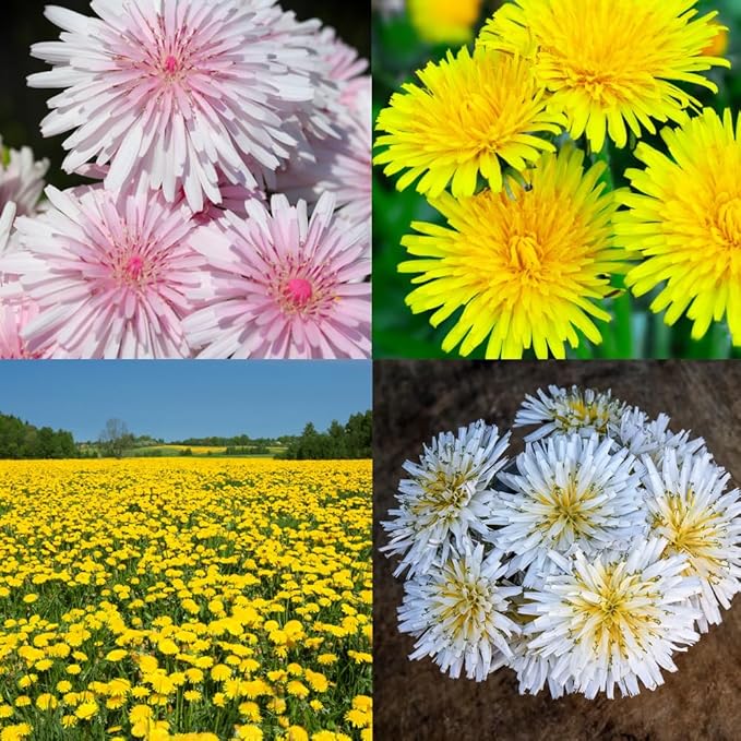 8000+ Dandelion Seeds for Planting Wild Flower Garden Home Seeds
