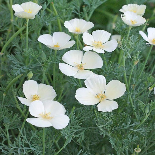 Outsidepride 1/4 lb. Annual Eschscholzia California Poppy White Linen Wild Flower Seeds