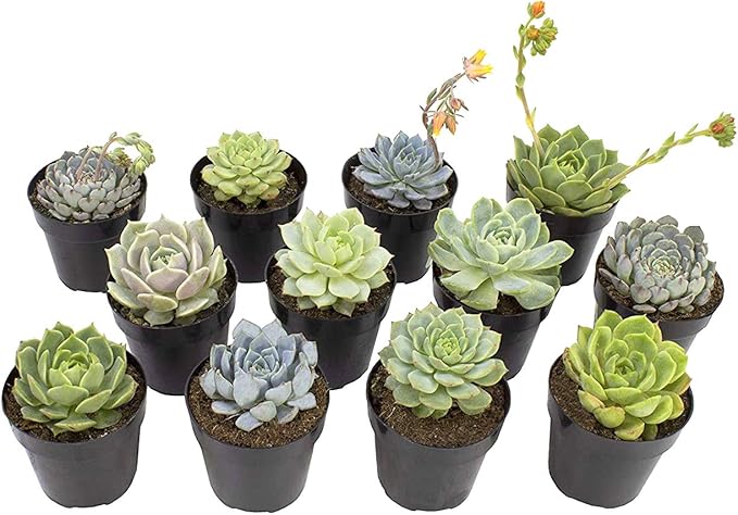 Altman Plants, Echeveria Succulents Live Plants (12PK), Live Succulents Plants Live Houseplants, Live Indoor Plants Succulent Plants, Succulent Plant House Plants Indoors Live Succulent Party Favors