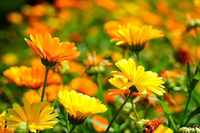 Set of 100 Calendula - Pacific Beauty Mixed Colors Annual Flower Seed Packets - Perfect from Creating Your Dream Garden! - Includes 100 Calendula - Pacific Beauty Mixed Colors Seeds!