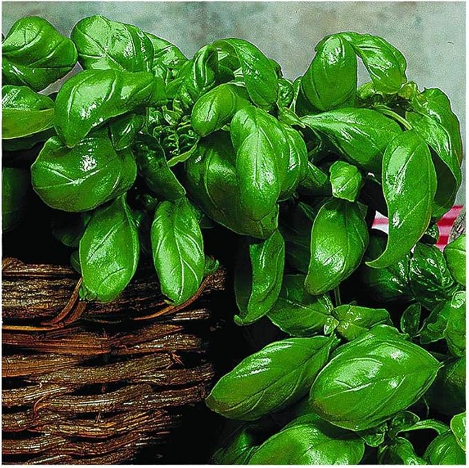 Park Seed Basil Herb Plant Seeds, Easy to Grow, Variety of Colors, Spring Garden, Italian Large Leaf, Pack of 100