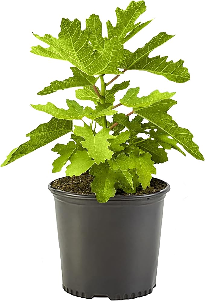 2.25 Gallon Fig Black Mission Fig Shrub