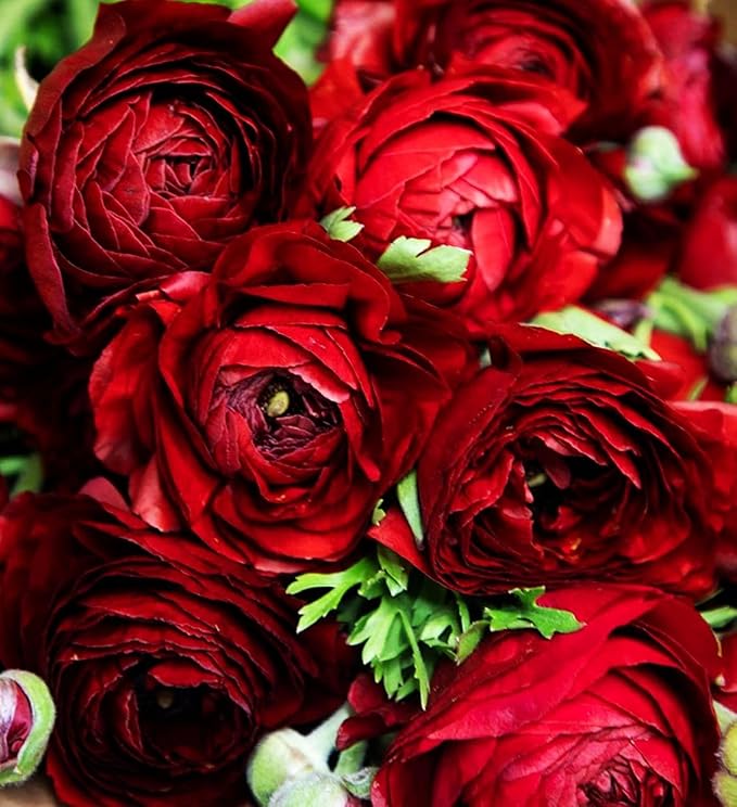 Mixed Peony Ranunculus Bulbs- Persian Buttercup -10 Corms Bulbs Flowering Blooms Perennial Bulbous Root Garden Plant (Red)