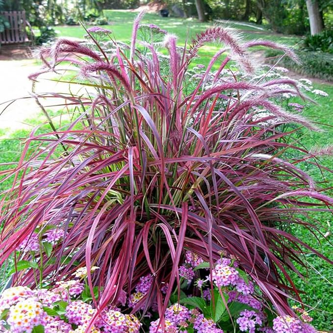 Pack 3 Fountain Grass Plants Live, 5-9 Inch Tall, Ornamental Grasses Live Plants Perennial, Well-Rooted Perennial Grass Clumps (Purple Fountain Grass)