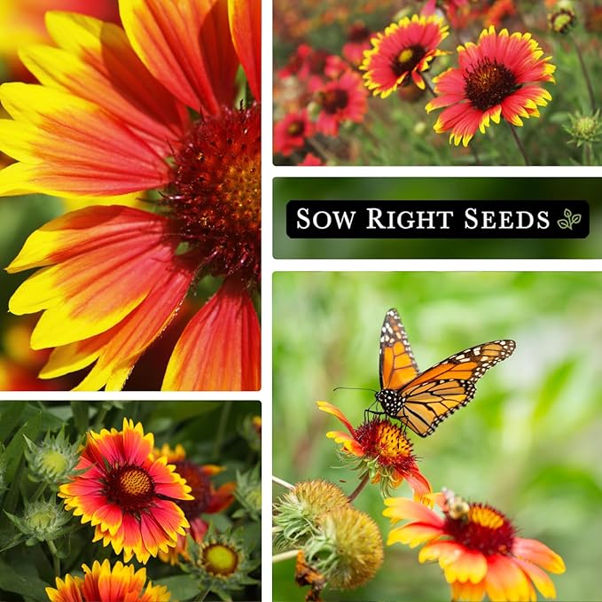 Sow Right Seeds - Bulk Blanket Flower Seeds for Planting - 14 Grams, 5000 Seeds - Non-GMO Heirloom Jumbo Pack to Plant in Your Garden - Perennial Indian Gaillardia - Grow Native Gardens, Adds Color