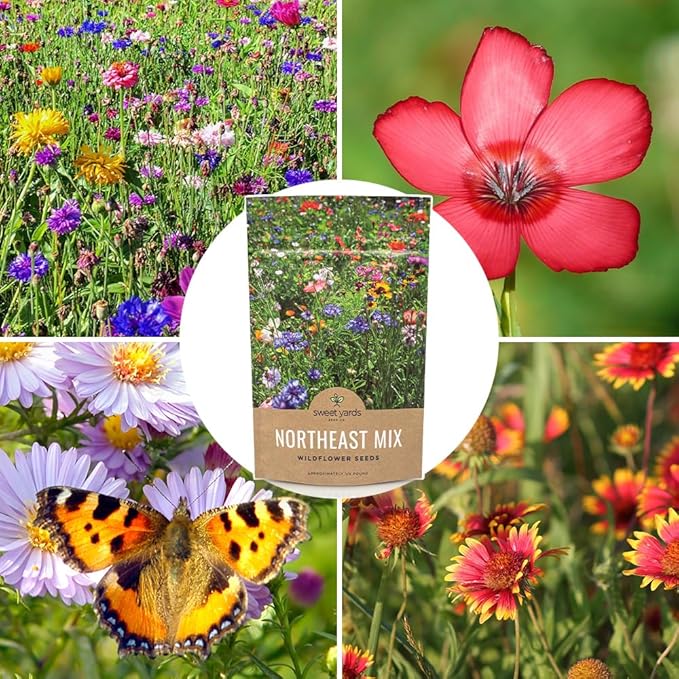 Northeast Wildflower Seeds - Bulk 1/4 Pound Bag - Over 30,000 Native Seeds - Open Pollinated and Non GMO Varieties for New York, Virginia, Pennsylvania, Maine and More!
