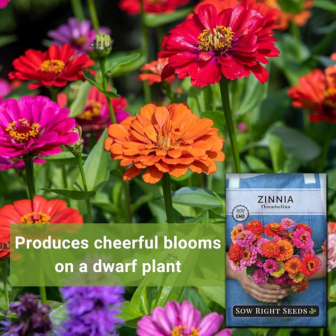 Sow Right Seeds - Thumbelina Zinnia Seeds for Planting - Beautiful to Plant in Your Flower Garden - Non-GMO Heirloom Packet with Instructions - Annual Cut and Come Again for Bouquets (4)