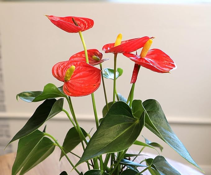 4" Red Anthurium Live Plant Decor, Live House Plants, Anthuriums Live Plants Indoor Plants Live Houseplants, Real Plants Indoor Live Plants, Easy Plant Lover Gifts for Plant Lovers by Plants for Pets