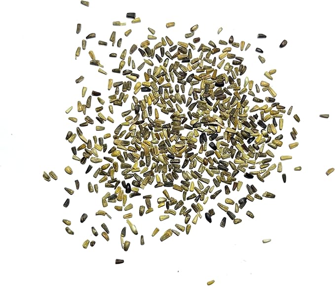 Seed Needs, Chicory Seeds - 500 Heirloom Seeds for Planting Cichorium intybus - Non-GMO & Untreated, Italian Dandelion (1 Pack)