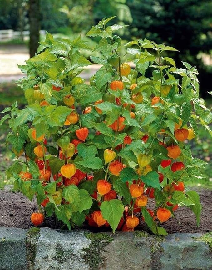 Seeds Ground Cherry (Cape Gooseberry, Goldenberry) Orange Physalis Vegetable for Planting Non GMO