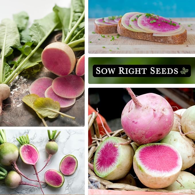 Sow Right Seeds - Bulk Watermelon Radish Seed for Planting - 10 Grams, 950 Seeds - Non-GMO Heirloom Jumbo Pack with Instructions to Plant a Home Vegetable Garden - Grow Loads of This Rare Veggie