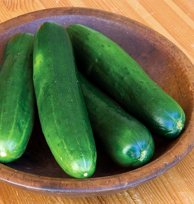 Burpee 'Burpless Beauty' Slicing Cucumber Seeds, 70 Non-GMO seeds, Burpee Exclusive