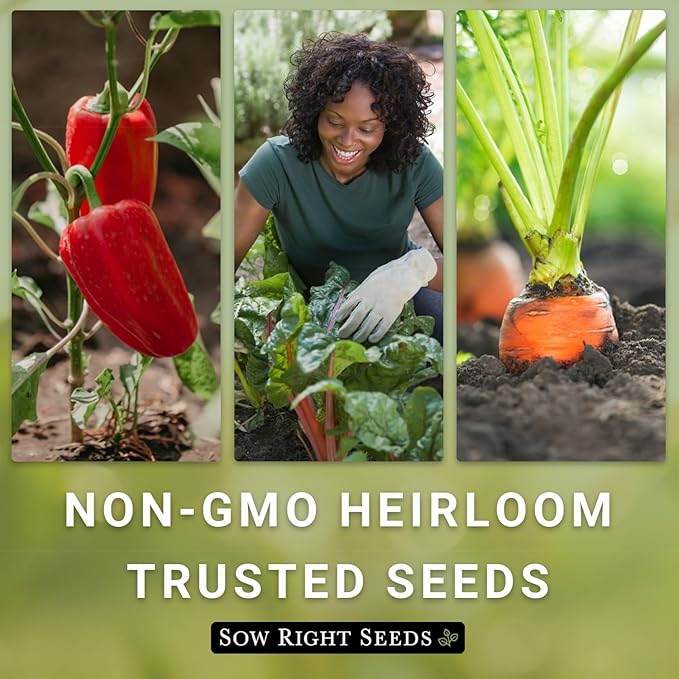 Sow Right Seeds - Black Krim Tomato Seeds for Planting - Medium Dark Maroon Beefsteak - Non-GMO Heirloom Tomato Seeds - Instructions to Plant a Home Vegetable Garden - Indeterminate Variety (1)