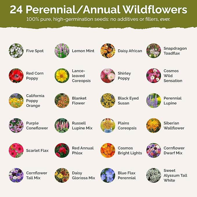 Eden Brothers North Carolina Wildflower Mixed Seeds for Planting, 1 oz, 30,000+ Seeds with Cornflower, African Daisy | Attracts Pollinators, Plant in Spring or Fall, Zones 3, 4, 5, 6, 7, 8, 9, 10