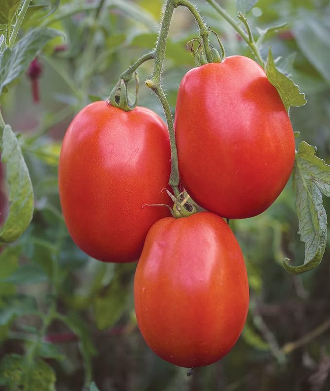 Burpee Exclusive 'SuperSauce' Hybrid, 25 Non-GMO Large Red Sauce & Paste Tomato Variety, Vegetable Seeds for Planting Home Garden