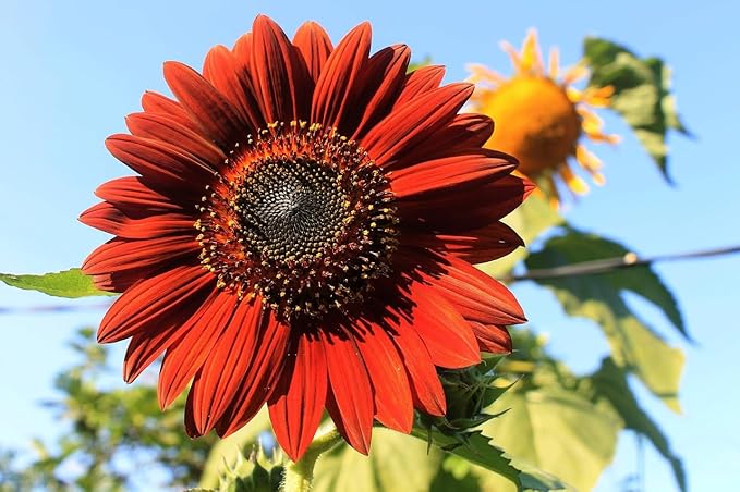 Set of Flower Seed Packets! Flower Seeds in Bulk - Great for Creating The Garden of Your Dreams! (50, Velvet Queen Sunflower)