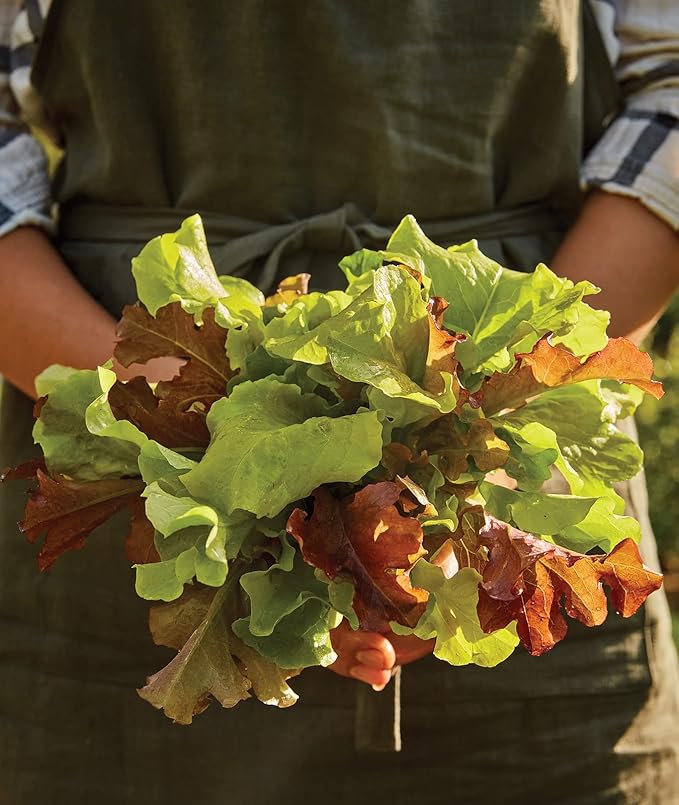Burpee Looseleaf Blend Lettuce Seeds 1500 seeds