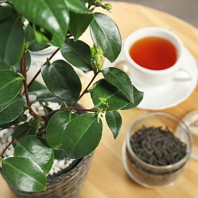 CHUXAY GARDEN Camellia Sinensis-Tea Plant,Tea Shrub,Tea Tree 5 Seeds Evergreen Flowering Plant Drinking Tea Gardening Fast Growing & Maintain