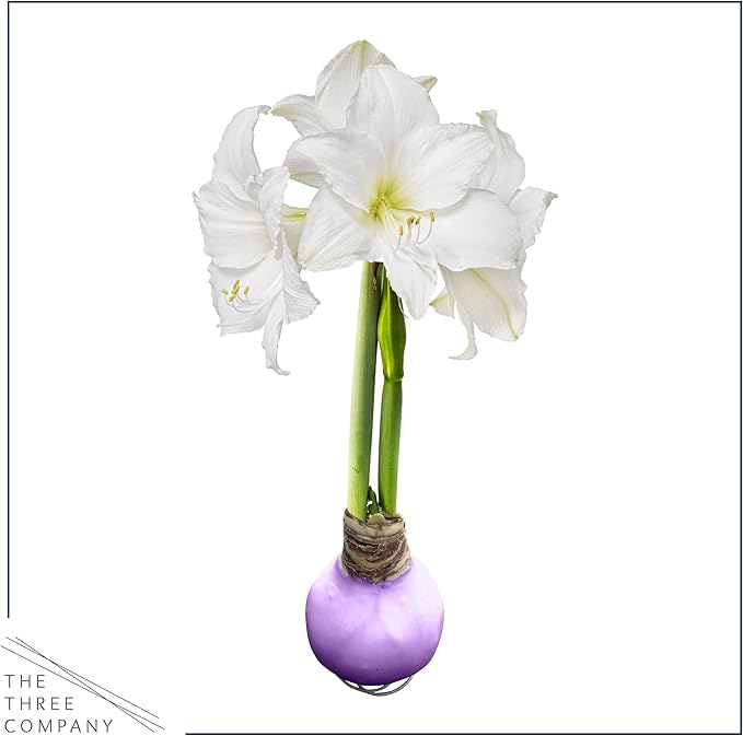 Waxed Amaryllis Bulb - Purple Wax, White Blooms - Easy Care - No Watering Needed! Beautiful Spring Décor