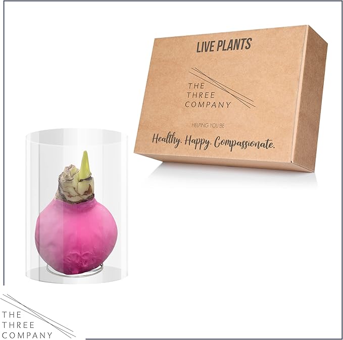 Waxed Amaryllis Bulb - Pink Wax, White Blooms - Easy Care - No Watering Needed! Beautiful Spring Décor