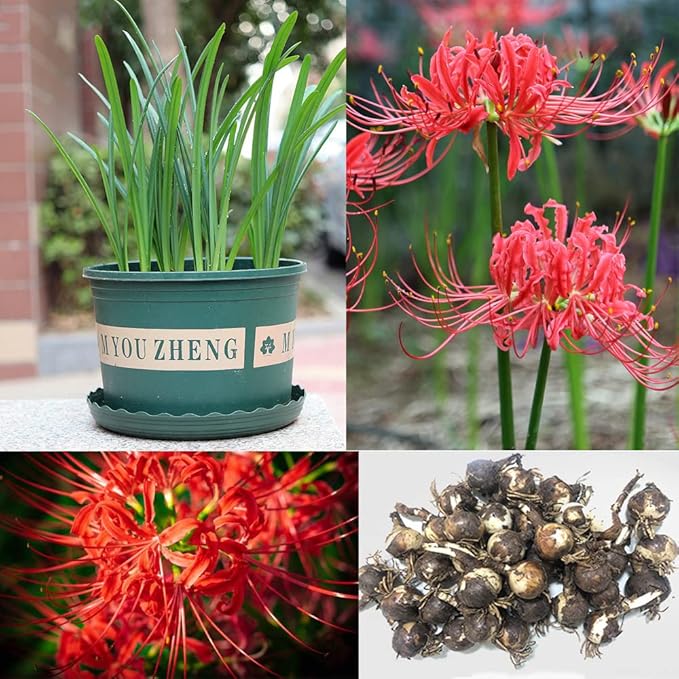 3pcs Red Lycoris Radiata Bulbs Nerine Bowdenni Bulbs Red Bowden Lily Bulbs Red Spider Lily Hardy Easy to Plant Red Cornish Lily Bulbs